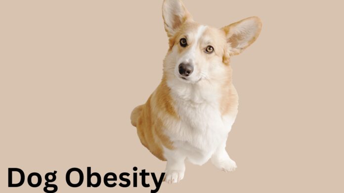Dog Obesity